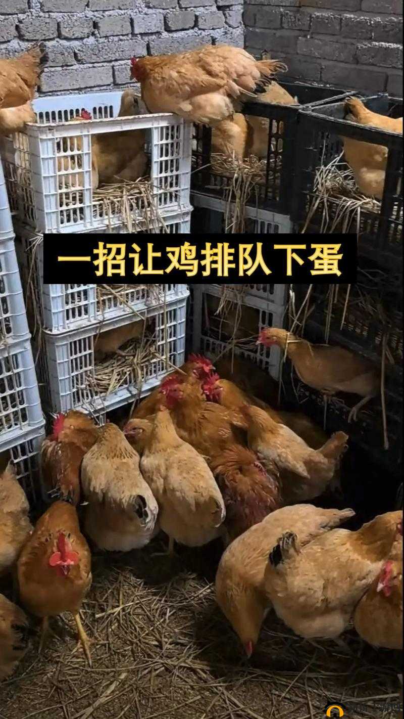 怎么让自己的鸡变大变长：科学方法探索