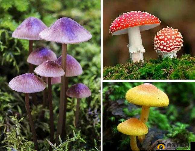 蘑菇色网：独特色彩世界等你来探索