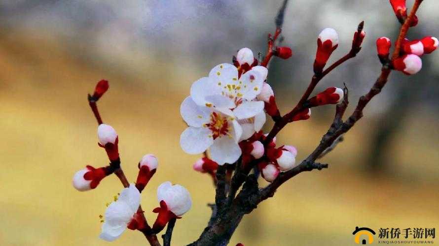 全民农场杏花详解：用途与获取攻略——探寻杏花种植之路的秘籍
