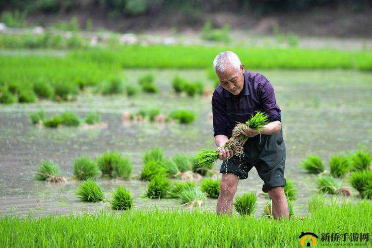 夫妻插秧 100 种方法图片大全：展现传统农耕的独特魅力