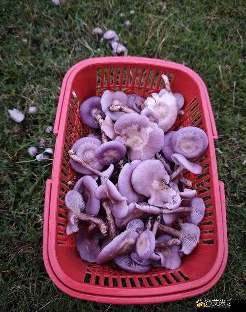 紫色的蘑菇根很粗大，究竟能不能吃？