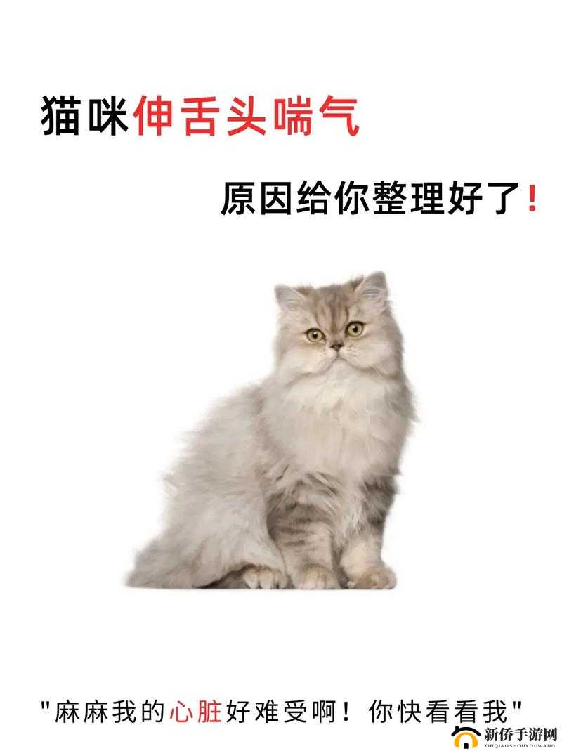 一边伸舌头一边快速喘气：揭秘这种奇特行为背后的原因