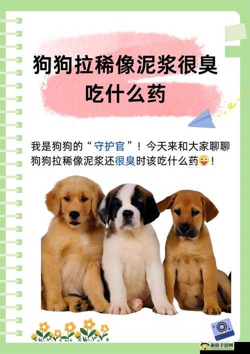 办公室可不可以干湿你小狗狗：关于宠物在办公场所的争议探讨