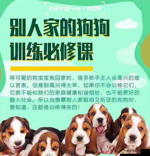 K9 调狗：专业训犬服务，让你的狗狗更听话