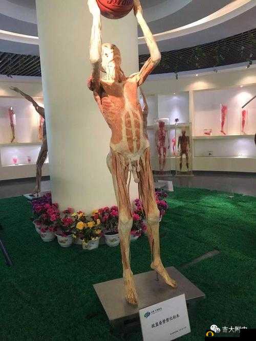 体内 精69XXXXXx白浆.：探索未知的生命奥秘