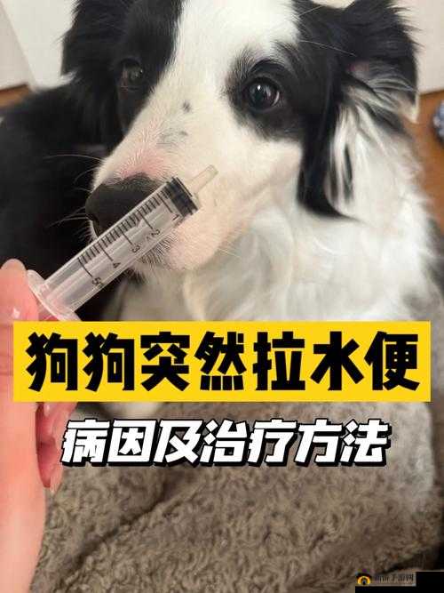 人狗胶配方大全狗狗一：关于其详细内容与具体使用方法介绍