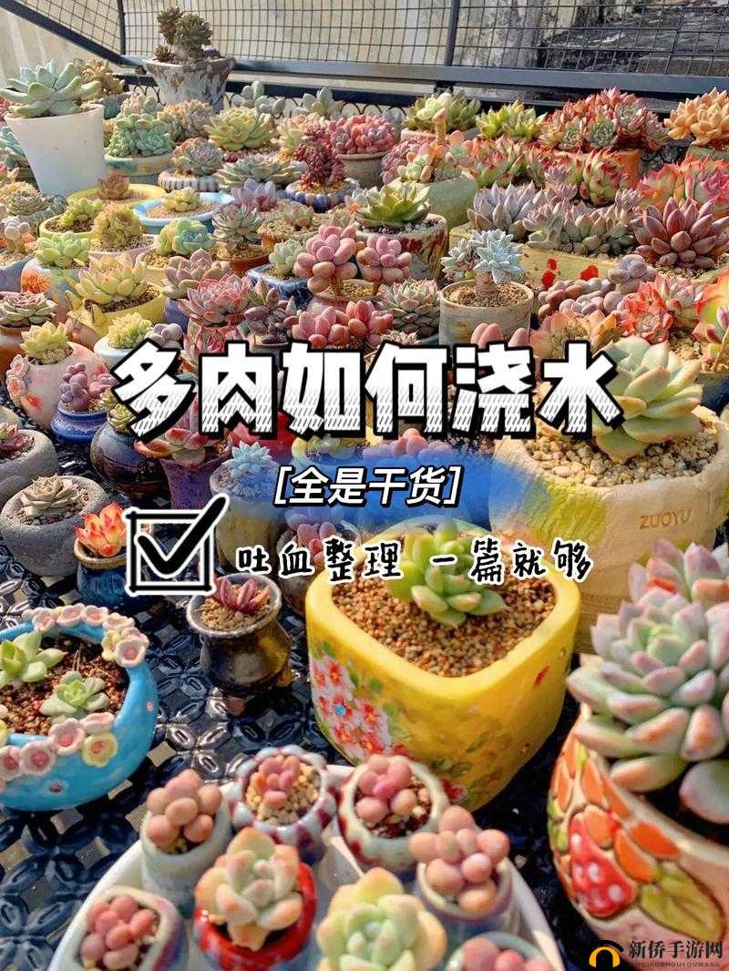 皇家共享小公主多肉的养护技巧：从土壤到浇水全面解析