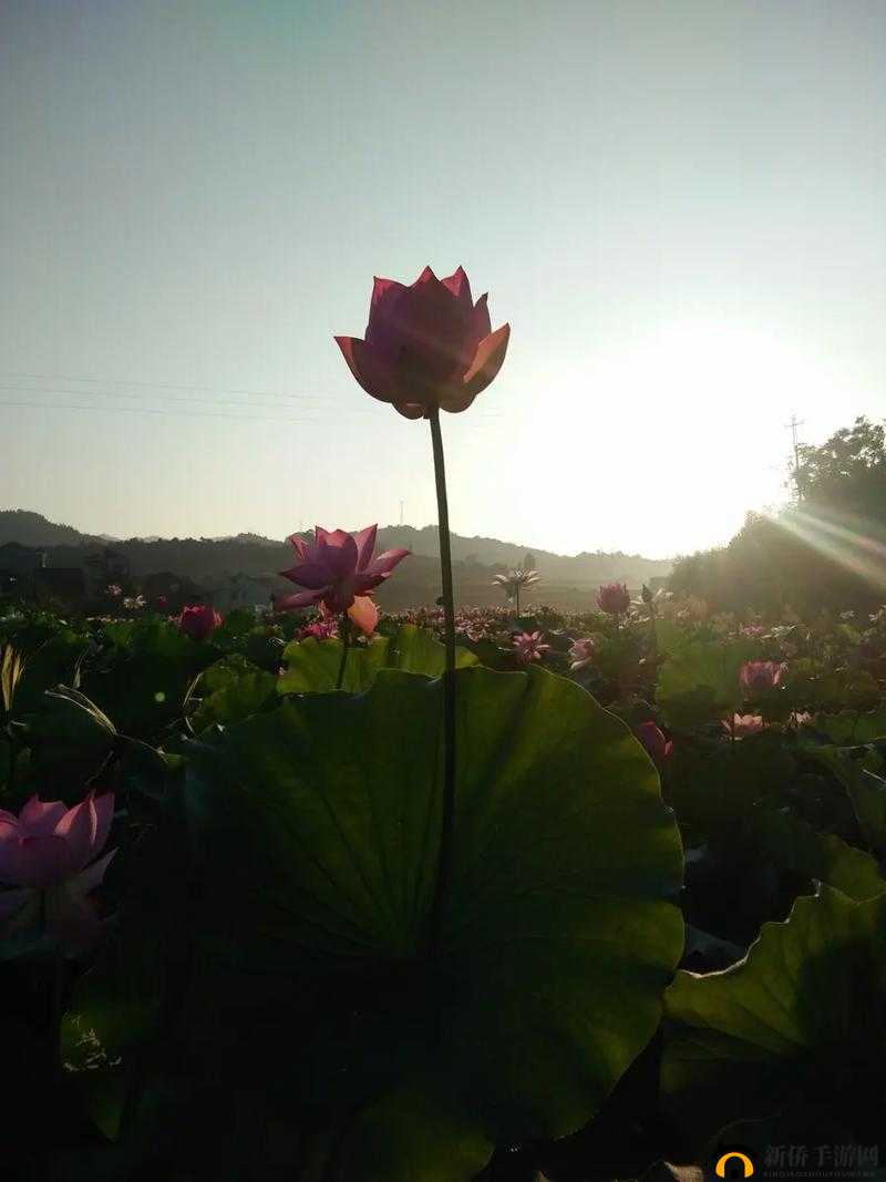 女性莲花开症状图片：关于女性生理现象的详细解读与分析