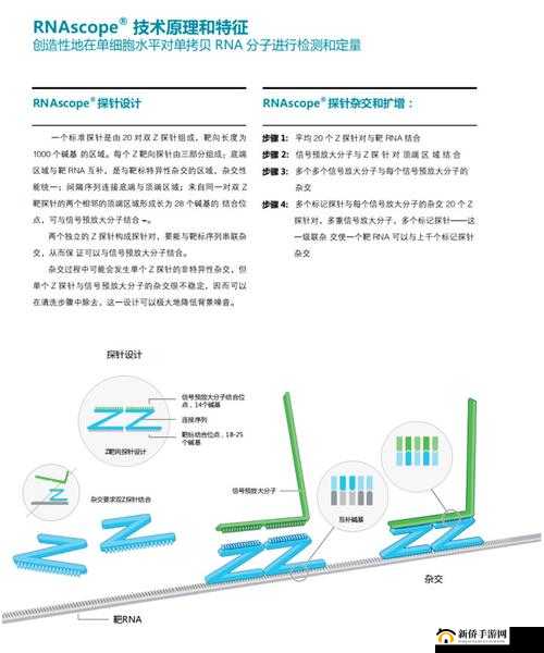 rnascope 原位杂交在细胞分子研究中的应用与进展