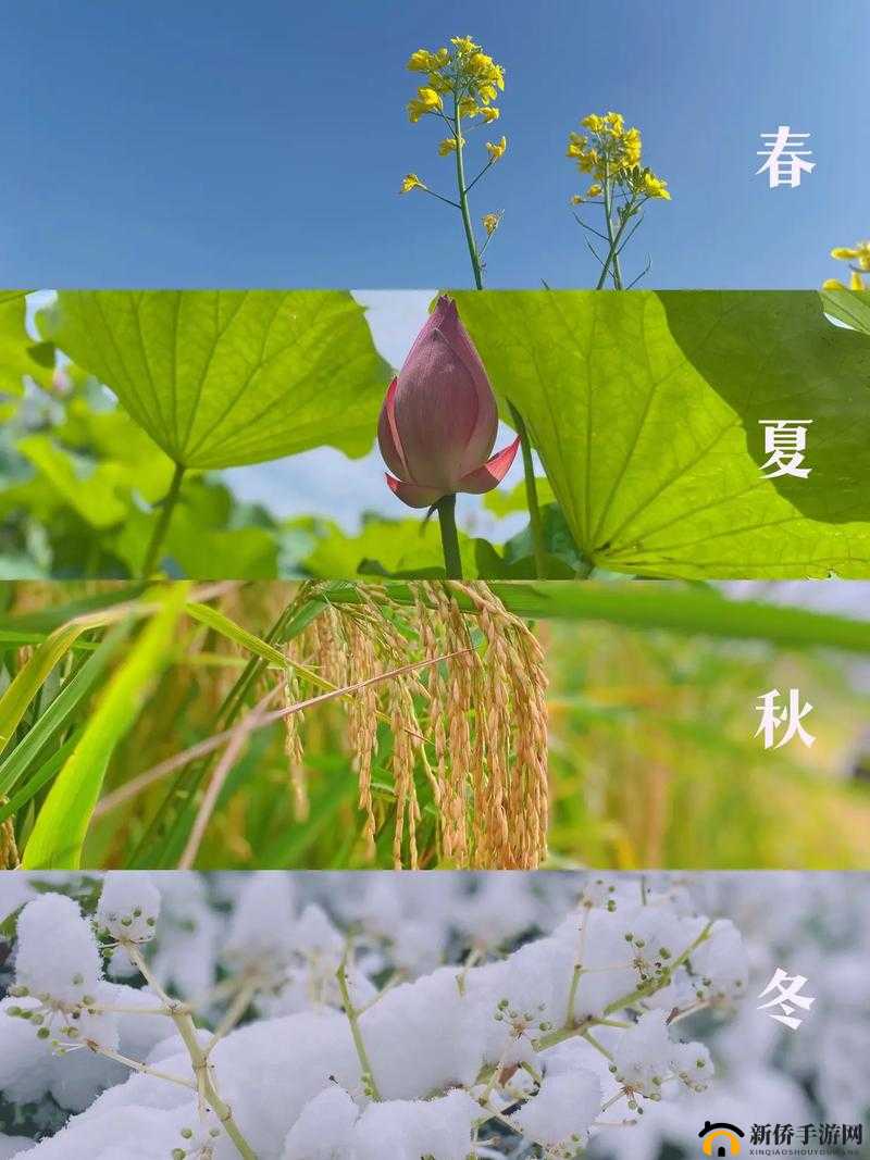 在梦春阁 APP 中领略四季如春的美好