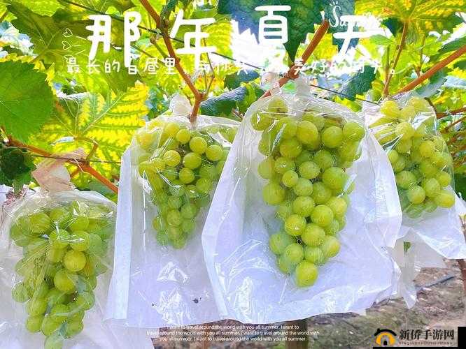 葡萄不准掉出来晚上检查：严格把控确保无一疏漏