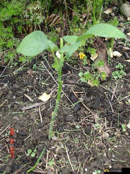扦插 BB 有什么好处视频：探索植物无性繁殖的奥秘