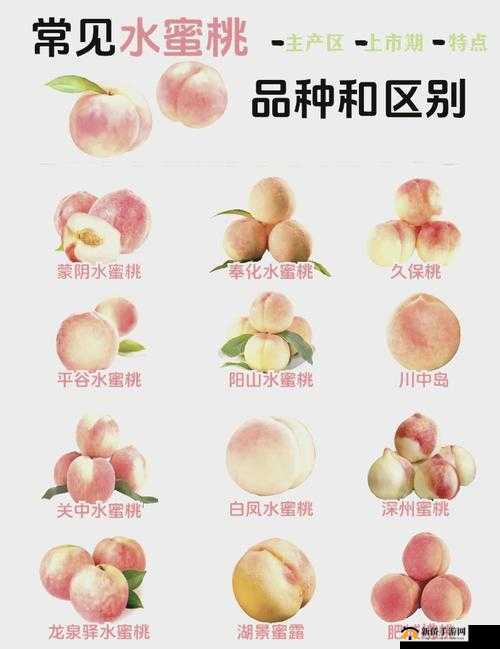 水蜜桃和水蜜桃 v2：探寻甜蜜的奥秘