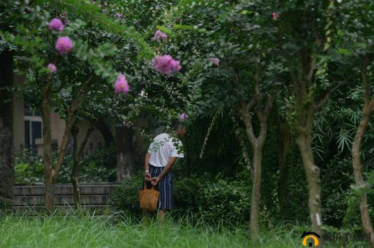 公园老树：别样风景——中年人与老年人的交易现场