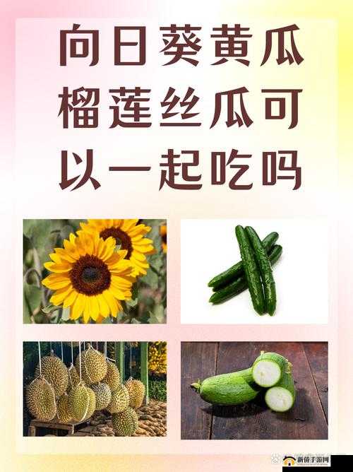向日葵黄瓜榴莲丝瓜是否可一起食用探讨
