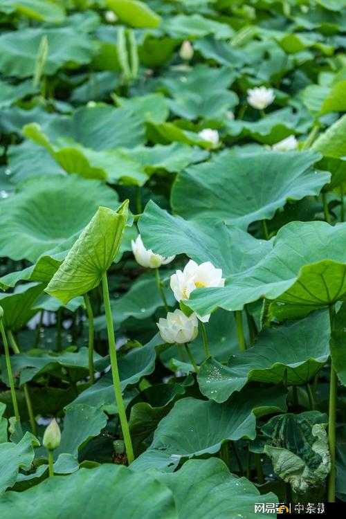 第十二集：老人船上传奇雨中荷花绽放