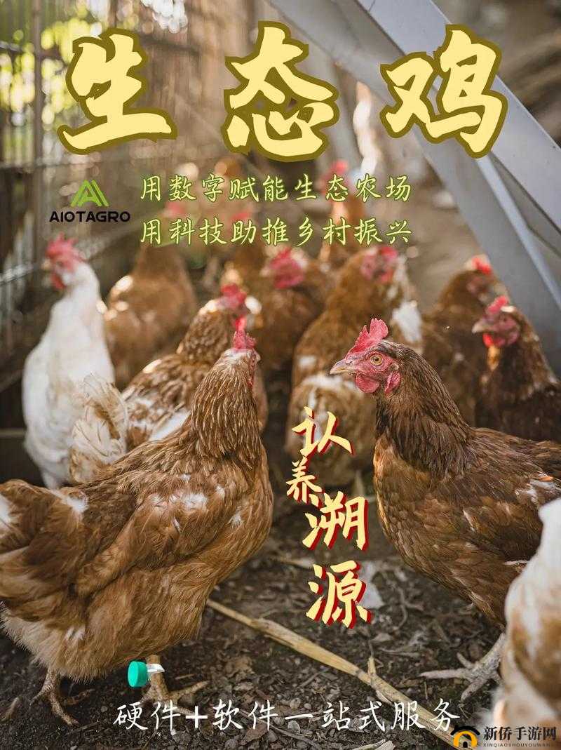 超级肉禽系统体验：带你感受独特的肉禽养殖之旅