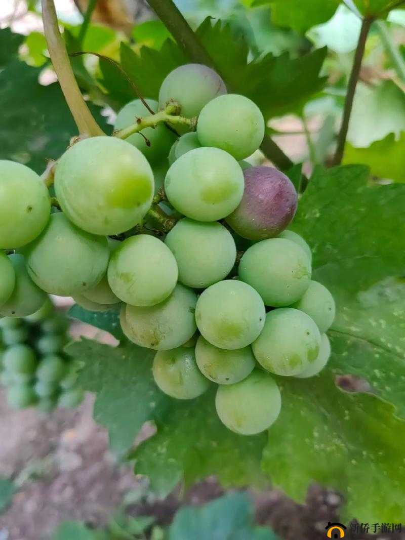 丝瓜草莓向日葵卐卍：它们的奇妙组合与独特魅力