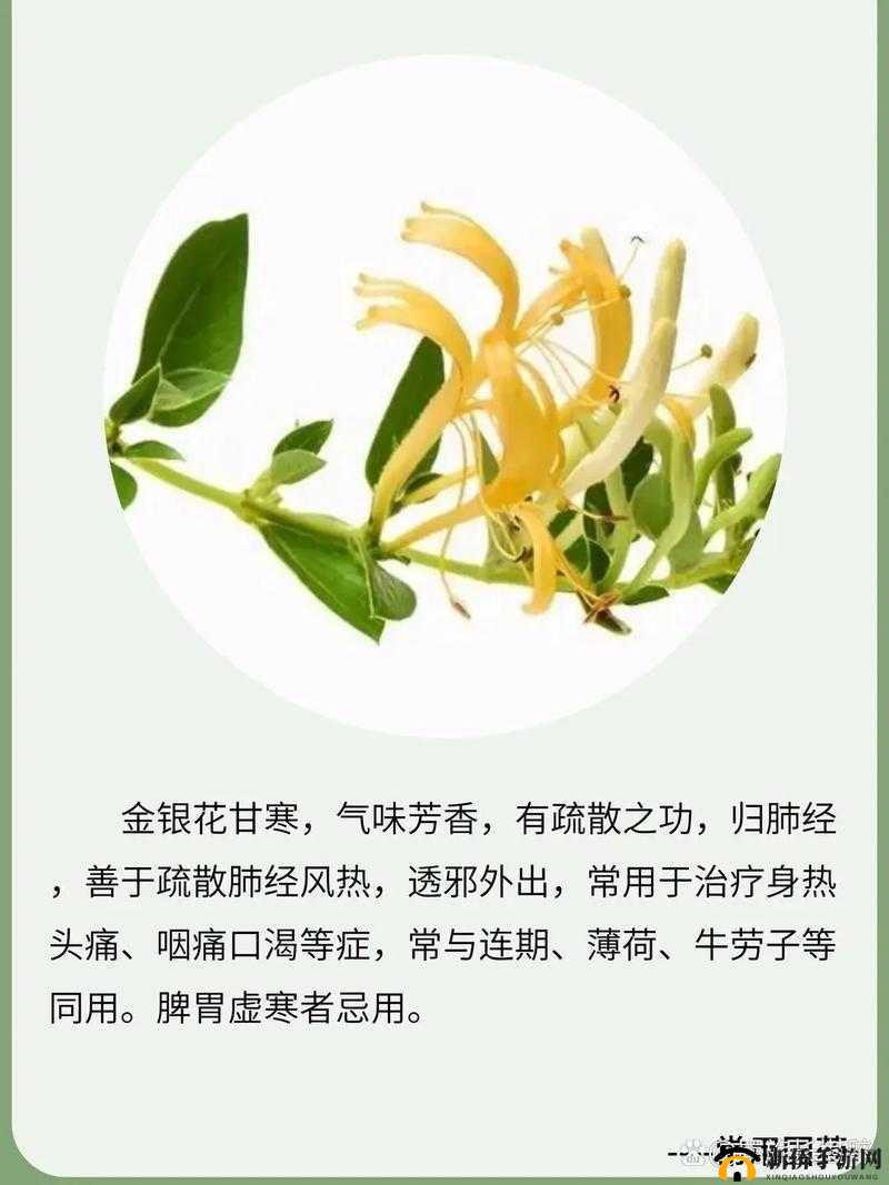 双管齐下金银花：传统中药的独特魅力与广泛应用