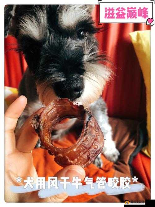 美国人与动物胶配方有几种：探寻其背后的秘密与多样性