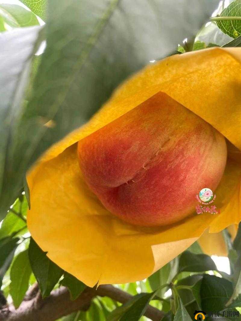 日本水蜜桃品种岭风以其独特魅力大受追捧备受欢迎