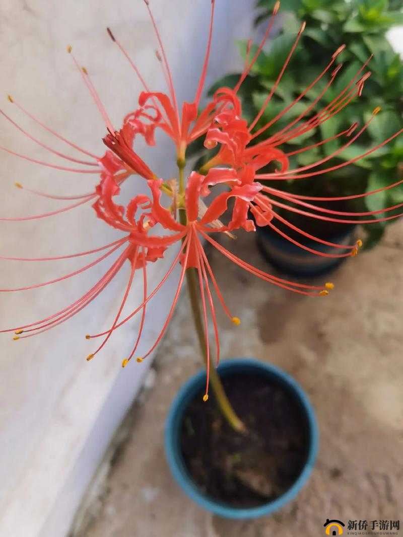 揭秘彼岸花的真实实力，它是否真的如传说中那般强大无比？