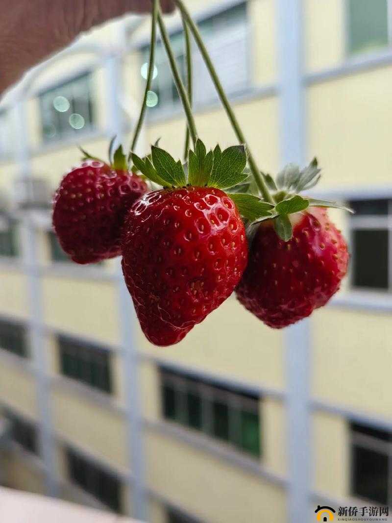 草莓视频怎么恢复：如何找回丢失的草莓视频