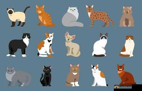 猫粮拔萝卜软件：一款超有趣的宠物相关软件