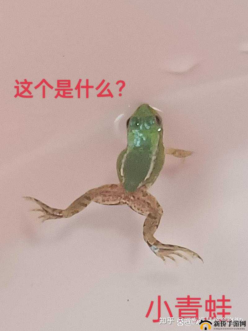 蝌蚪窝一个释放蝌蚪的网站：探索奇妙的蝌蚪世界