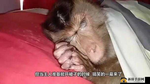 人生猴子：他们不盖被子的原因竟是这个