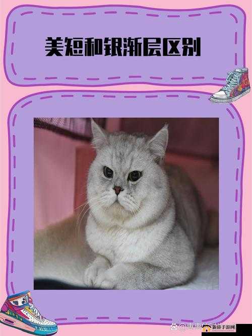 如何取一个独特的猫咪 wwww 最新地域网名：实用技巧和建议