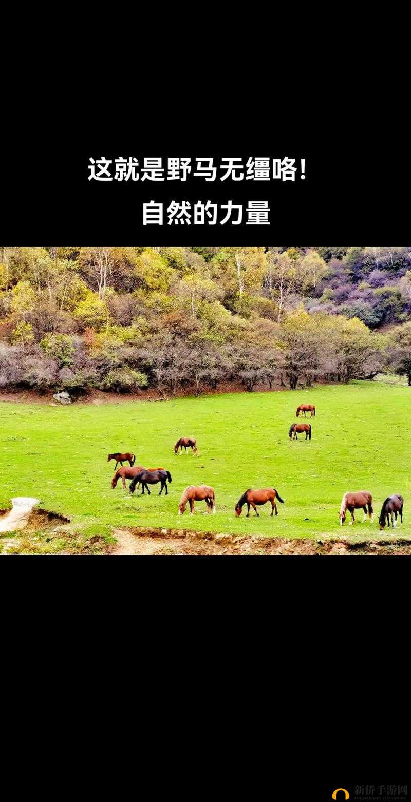 Zoom26 牧场：探索自然的心灵牧场