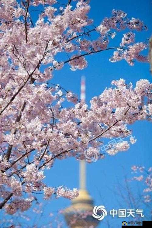 樱花官网官方入门网站 2023 ：开启全新精彩之旅