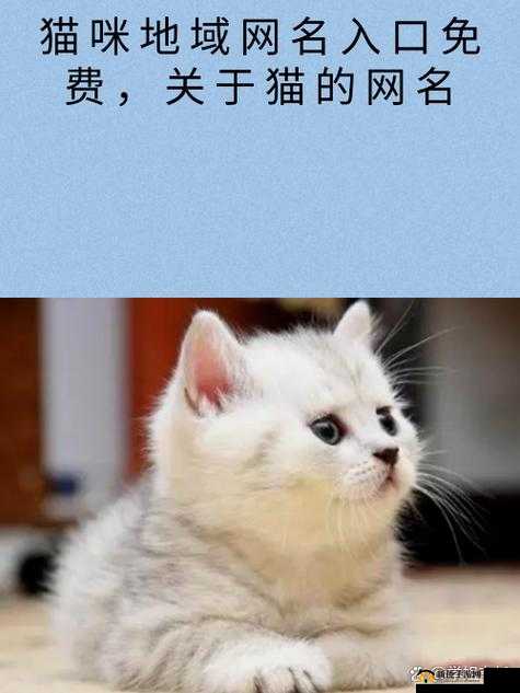 猫咪 MV 最新地域网名怎么改：教你轻松搞定改名流程