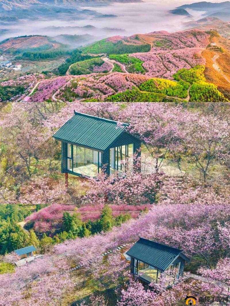 樱花官方正版官网入口：畅享正版樱花之美