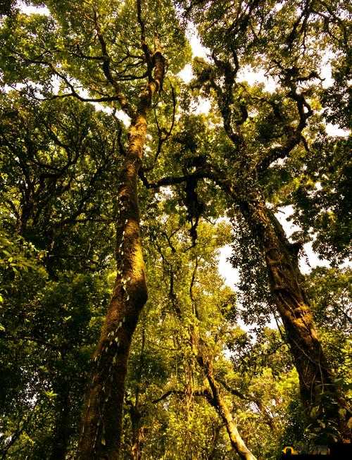 XZL 仙踪林入口欢迎您，畅享独特魅力之旅