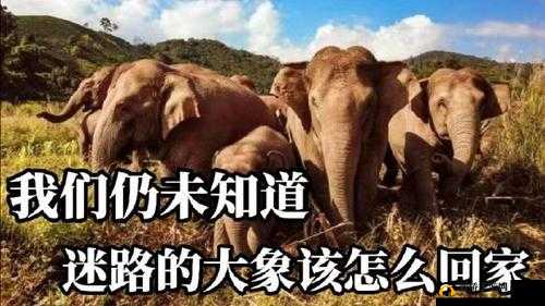 大象回家视频永不迷路 2024 蘑菇：让你感受大自然的奇迹与温暖