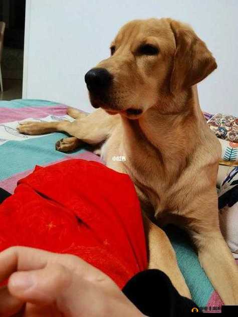 婆和我的狗老公怎么相处：探寻和谐共处的秘诀与策略