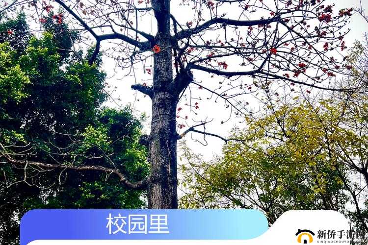 都市激情：校园春色中的另类青春风采与故事