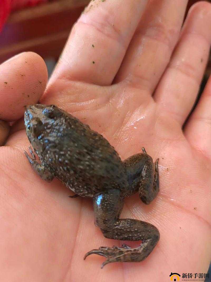 四季物语深度解析，红山蛙高效捕获技巧与关键要素指南