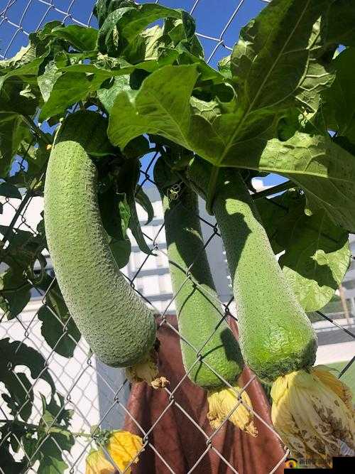 涩涩屋草莓丝瓜秋葵：多种蔬果带来的丰富体验与乐趣