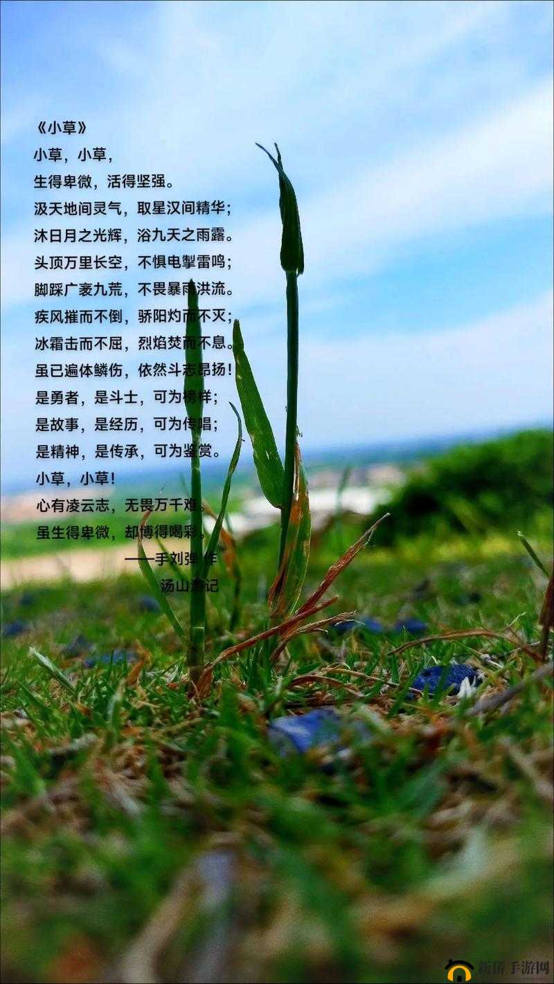嫩草一二三：带你领略大自然中那一抹清新与生机