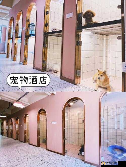 亚萨宠物酒店，探索精益管理之道，实现资源高效配置与最优化利用