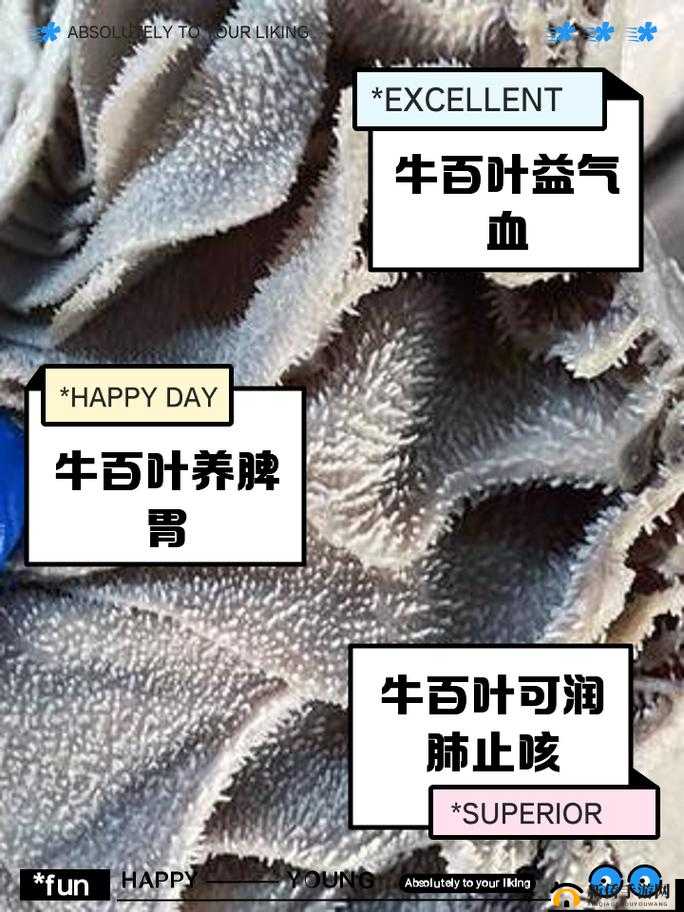 牛百叶是牛的什么部位？揭秘牛百叶的来源与营养价值解析
