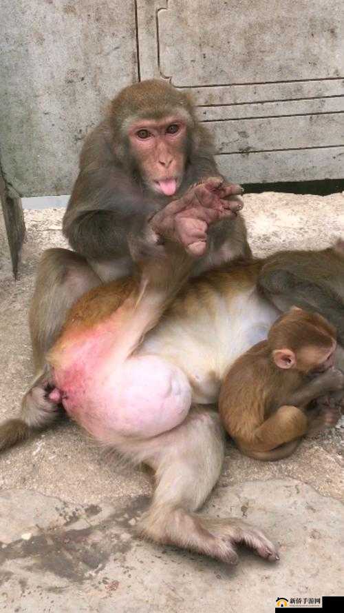 大猴子会一直抱着小猴子的原因及其背后的自然行为解析