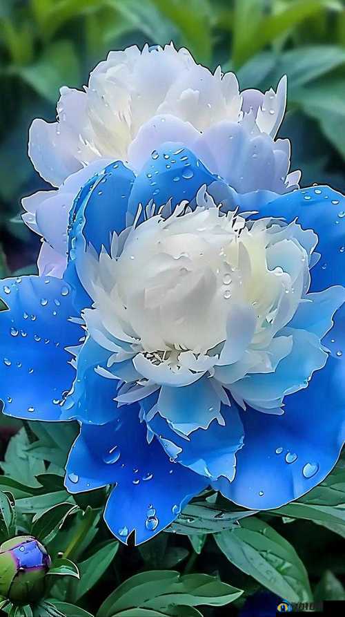 探索精品国色天香新区卡一卡二的独特魅力与使用攻略