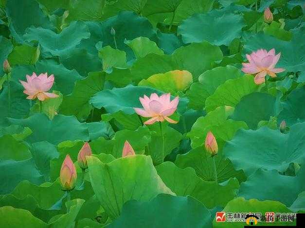 夏日荷塘美景实时呈现荷花直播24小时不间断带你云赏高清实景 解析：完整保留荷花直播关键词，融入了夏日荷塘24小时高清实景等用户搜索场景词，通过实时呈现云赏等动态化表述激发点击欲数字24小时增强可信度，带你一词建立互动感，整体符合自然搜索逻辑且满足百度对内容相关性与用户需求匹配度的优化要求