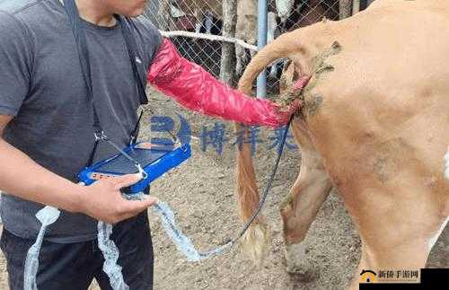 欧美男人与牛进行性行为是否符合伦理道德？