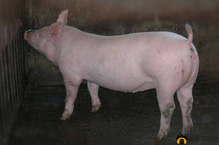 如何判断母猪是否发情？母猪水门深度是关键吗？