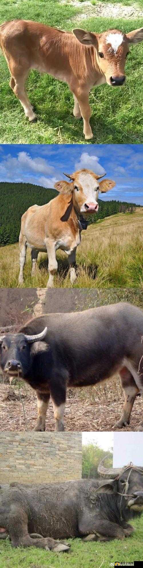 大牛 1 - 42 集免费播放，爱奇艺独家呈现，你还在等什么？想看大牛 1 - 42 集免费播放？爱奇艺满足你赶快行动大牛 1 - 42 集免费在爱奇艺播放，精彩不容错过，快来观看